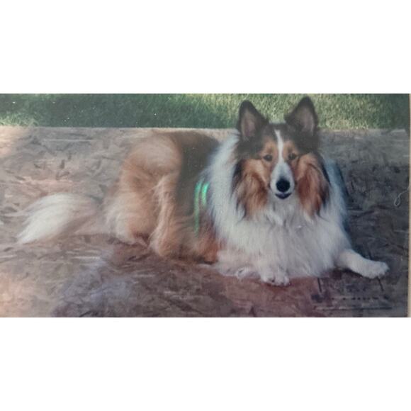 Vintage Oval Chain Rim Gallery Graphics USA Collie, Sheltie With Beautiful Poem - Picture 5 of 5